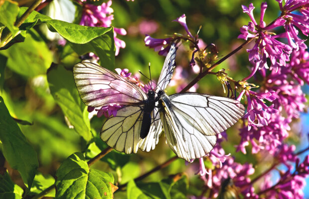 About 7000 of these are discovered annually.  What is it?