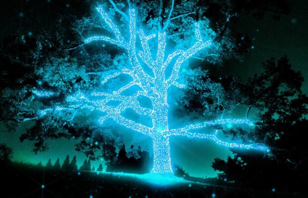Winter Wander Trail of Lights