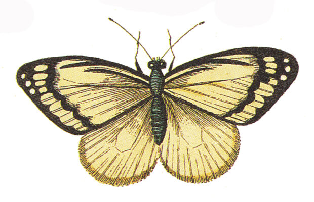 Paramount Presents: The Moth Mainstage