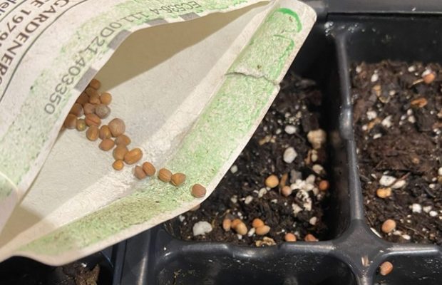 Starting Plants from Seeds & Seed Swap